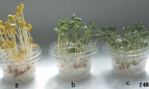 哺乳期例假不规律怎么办网—知名的哺乳期月经推迟是什么原因引起的网站,分享哺乳期例假不规律正常吗知识